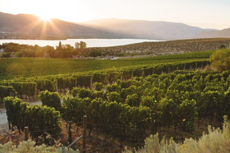 nkmip cellars cropped 768x512