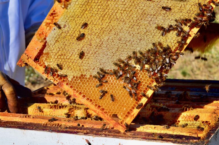 Arlos Honey Farm IMG 3198 768x509
